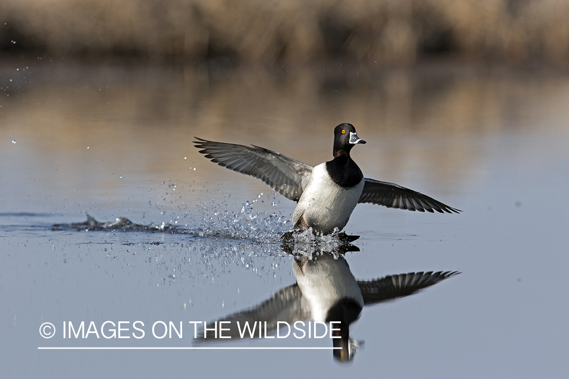 Ring-necked duck in flight.