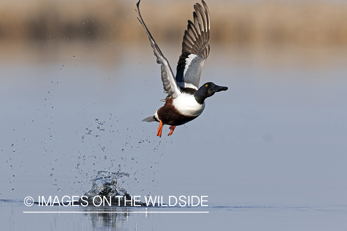 Shoveler duck in flight.