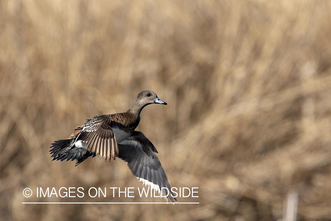 Wigeon hen in flight.