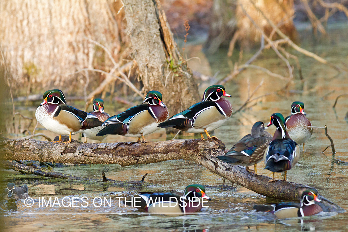 Wood Duck flock in habitat.