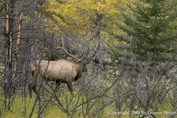 Rocky Mountain bull elk in habitat.