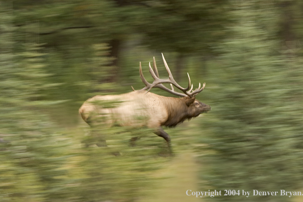 Rocky Mountain bull elk running.