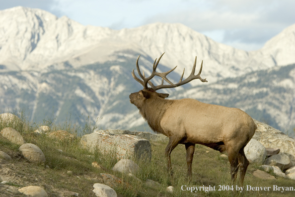 Rocky Mountain bull elk bugling.