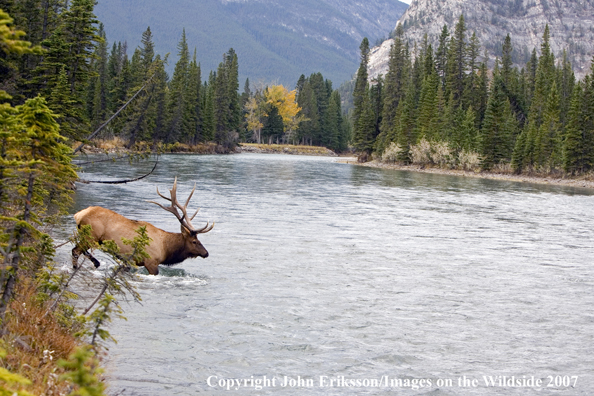 Elk in habitat