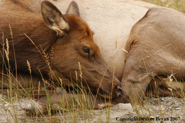 Rocky Mountain cow elk bedded down