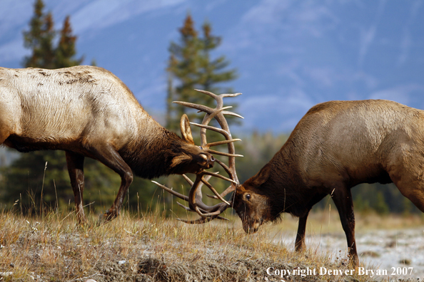 Rocky Mountain Elk fighting