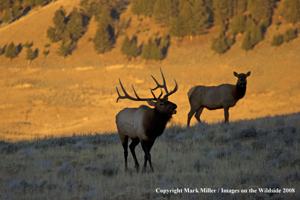 Rocky Mountain Elk in habitat