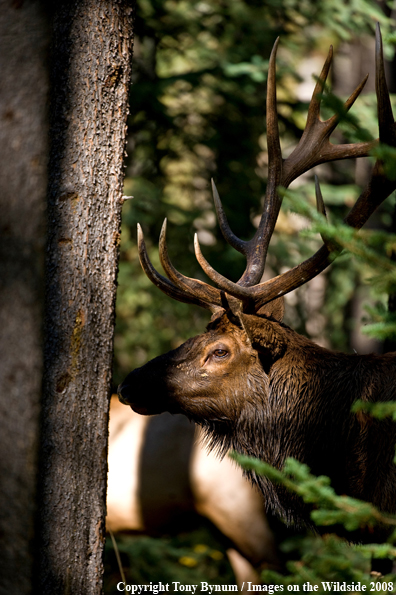 Bull Elk in field