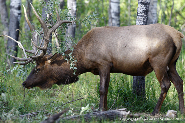 Rocky Mountain Bull Elk