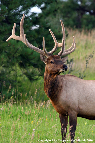 Rocky Mountain bull elk in habitat. 