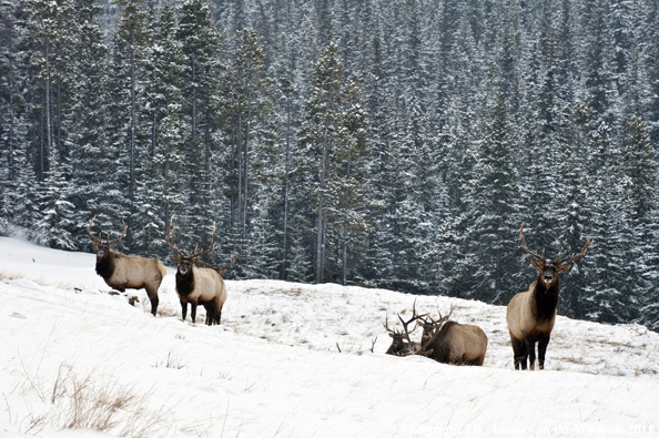 Rocky Mountain elk in habitat. 