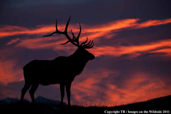 Rocky Mountain bull elk at sunset. 