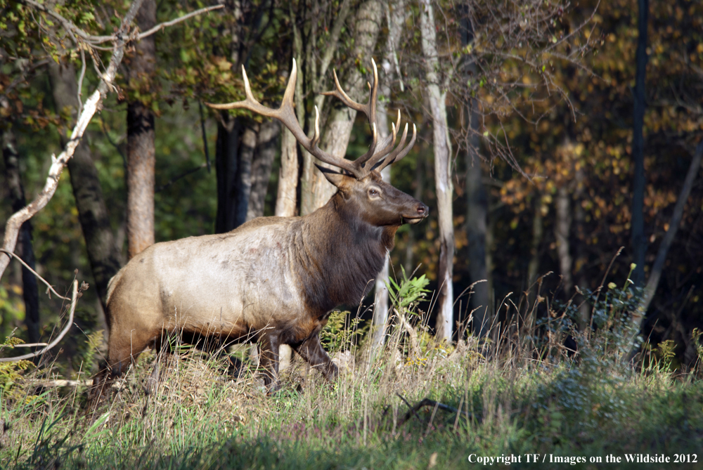 Rock Mountain Elk in habitat. 