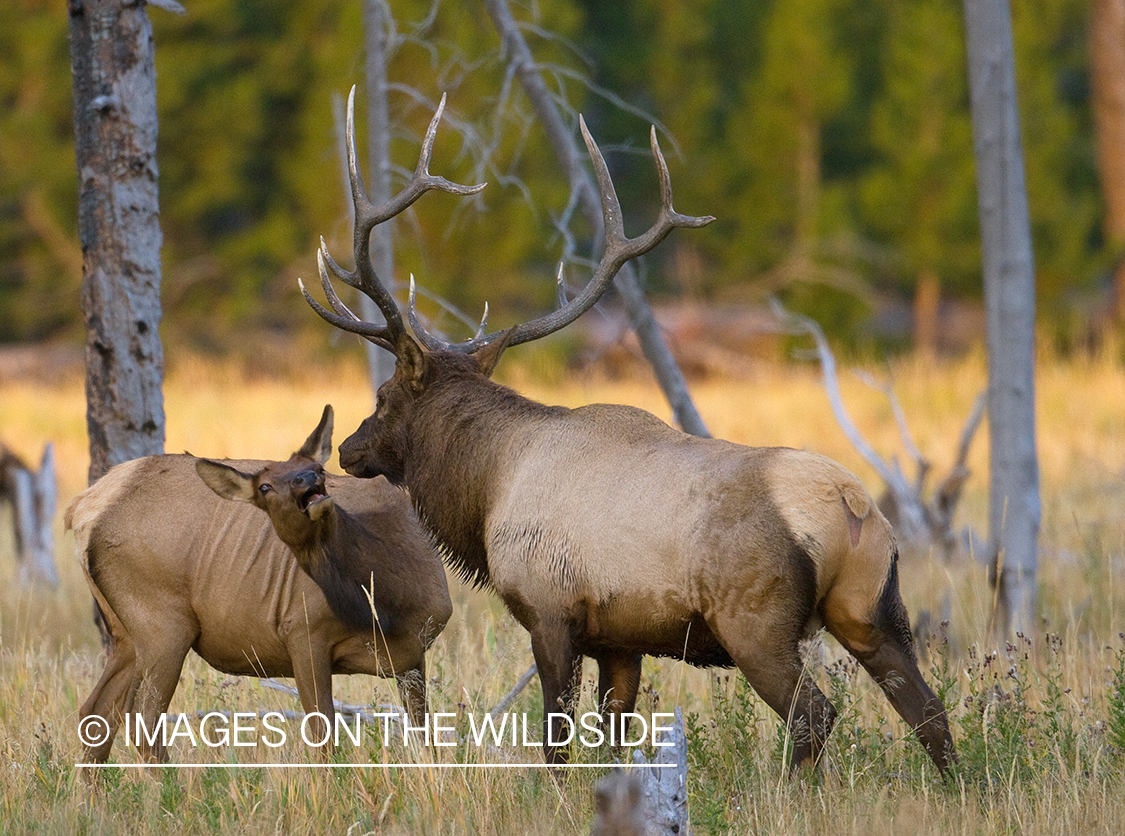 Rocky Mountain bull elk with cow in habitat.