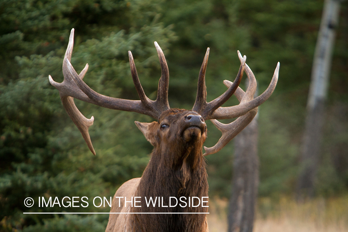 Rocky Mountain Bull Elk in habitat.