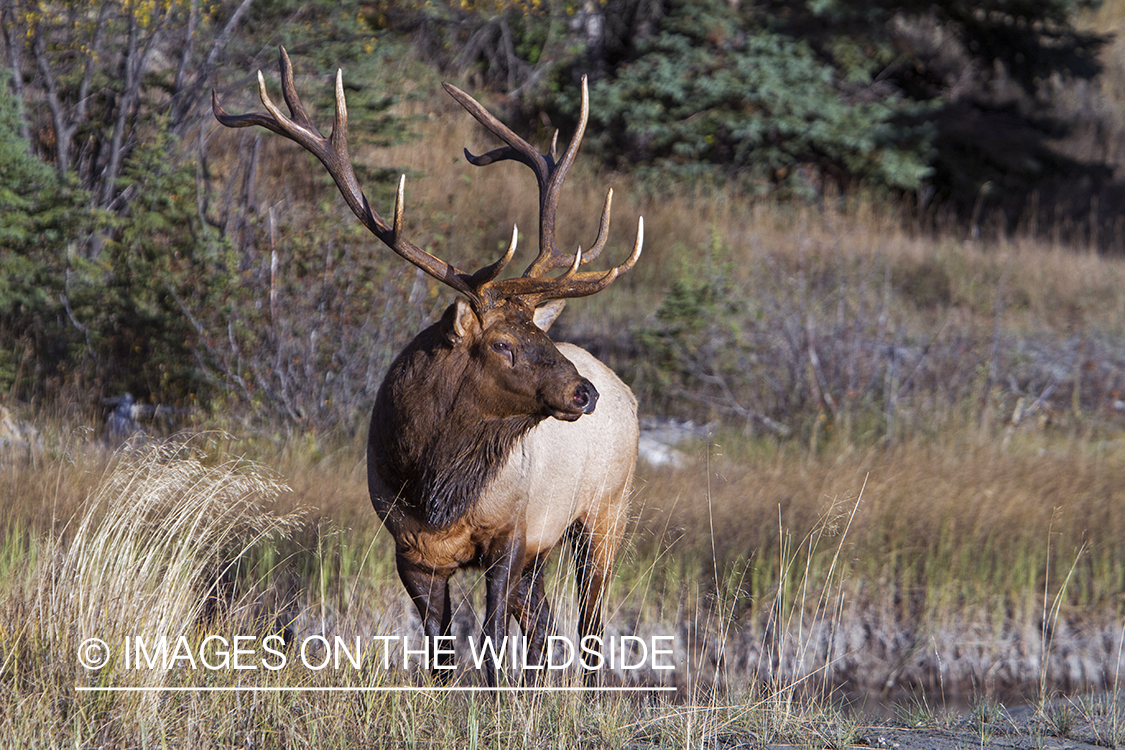 Rocky Mountain Bull Elk in habitat.