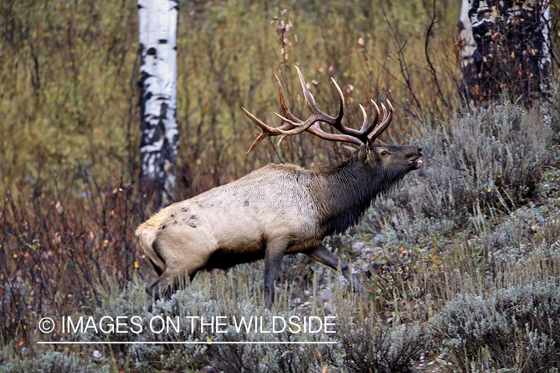 Rocky Mountain Bull Elk bugling in habitat.