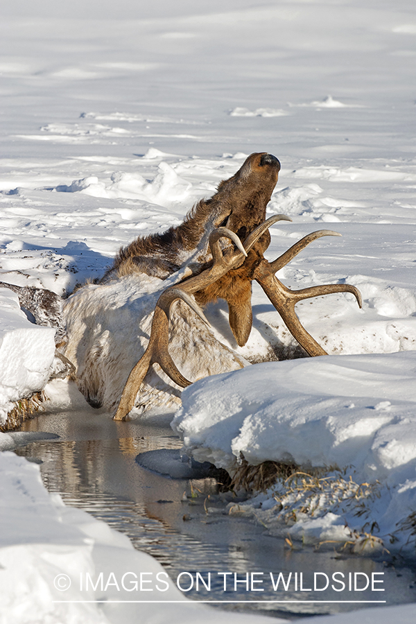 Winter killed bull elk. 