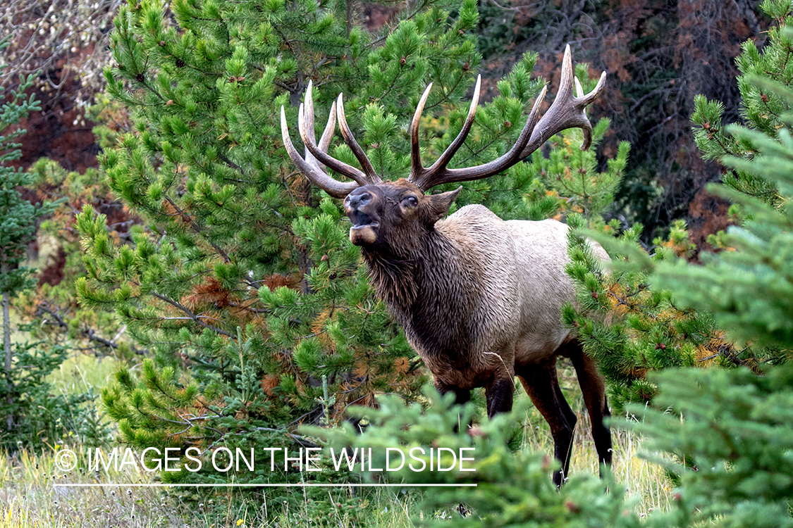 Bull elk in autumn habitat.