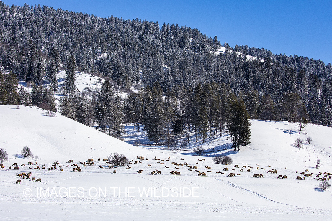 Elk herd in habitat.