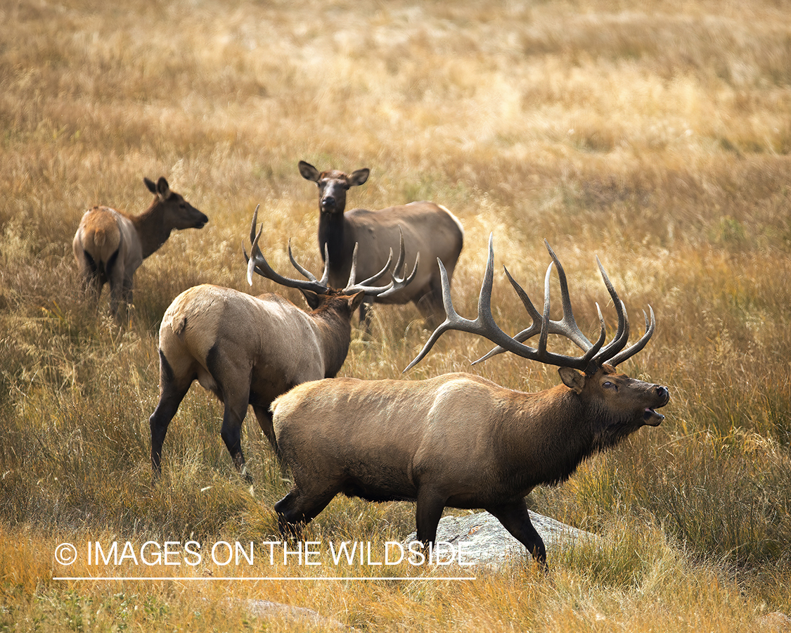 Rocky Mountain Elk in field.