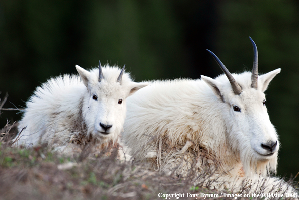 Nanny Goat with Kid