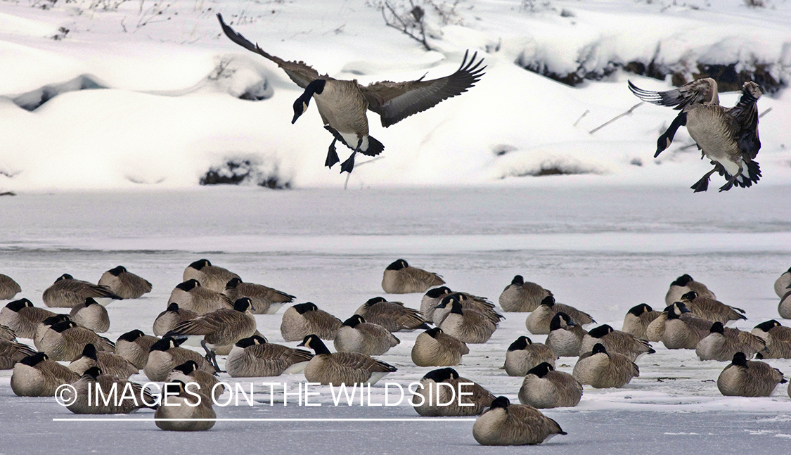 Flock of canadian geese in winter habitat.