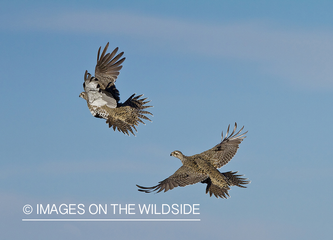 Male sage grouse in flight.