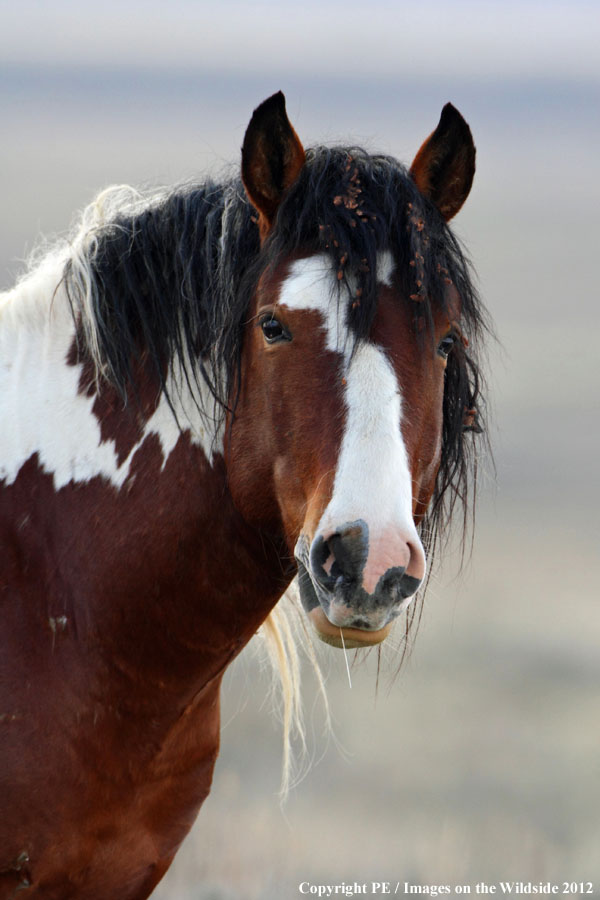 WIld Horse in habitat.