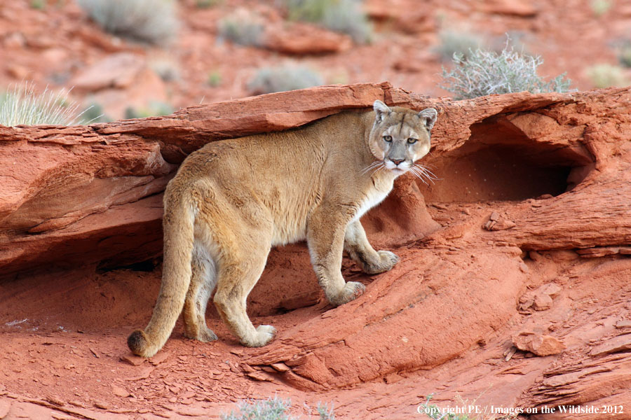 Mountain Lion in habitat.