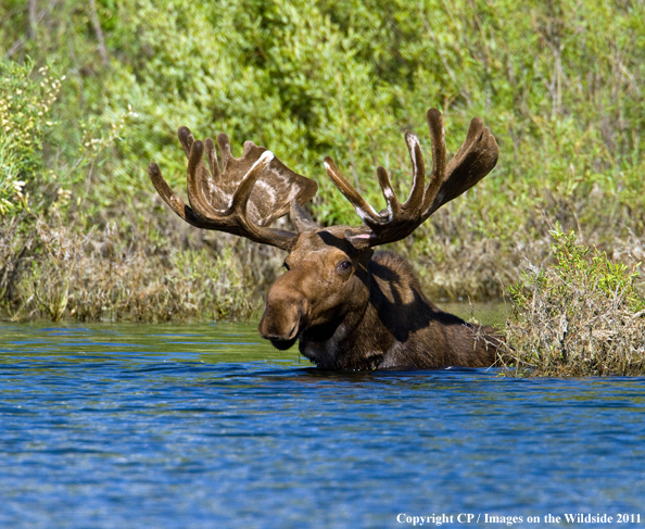 Shiras Moose in water.