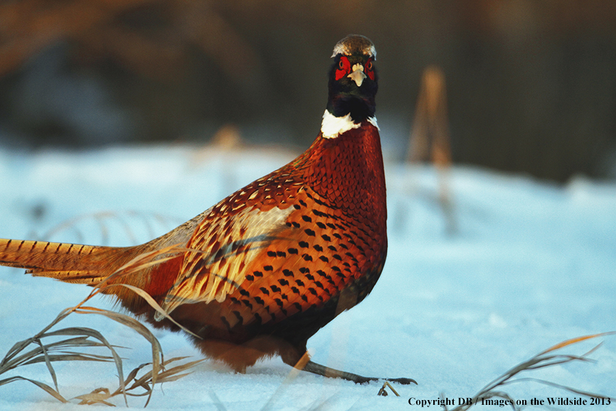 Ring-necked pheasant in field.