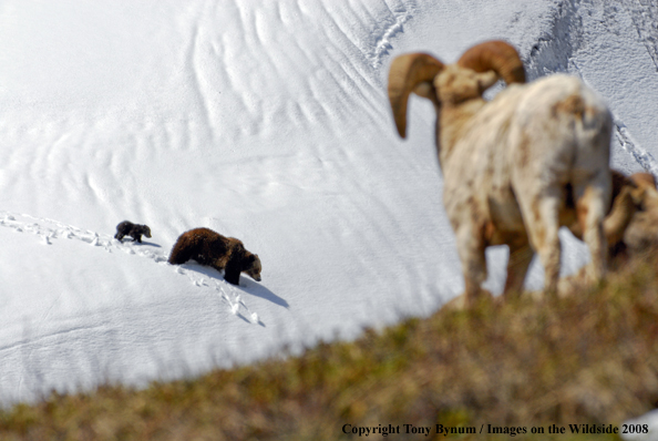 Rocky Mountain Bighorn Sheep