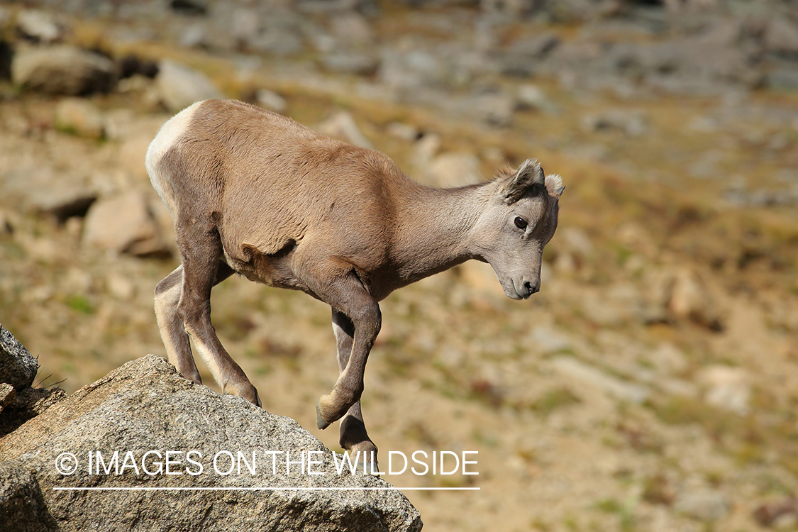 Rocky Mountain Bighorn Sheep yearling in habitat. 