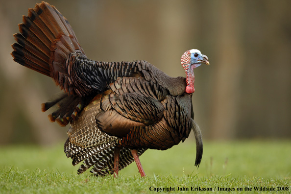 Eastern Wild Turkey