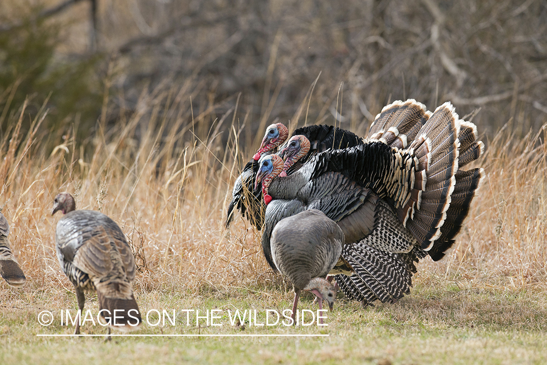 Eastern Wild Turkeys in habitat.