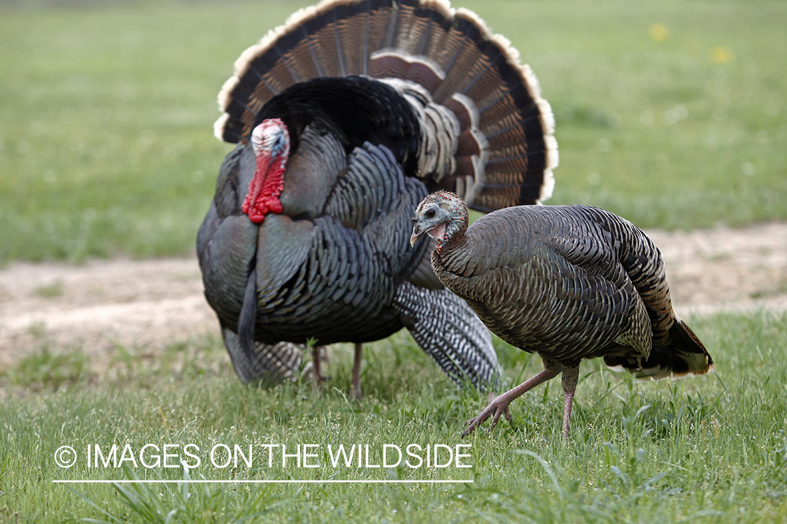 Rio grande turkey gobbler attending hen during spring. 