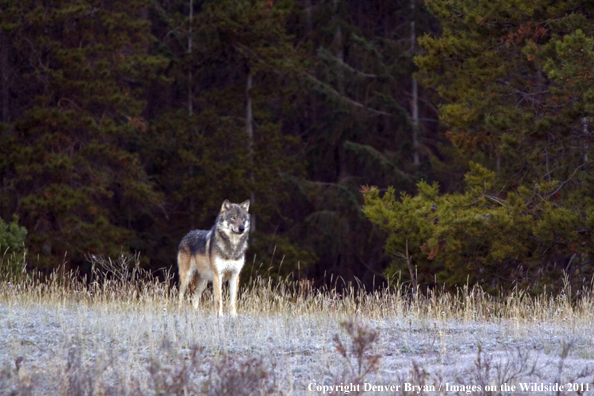 Wolf in habitat. 