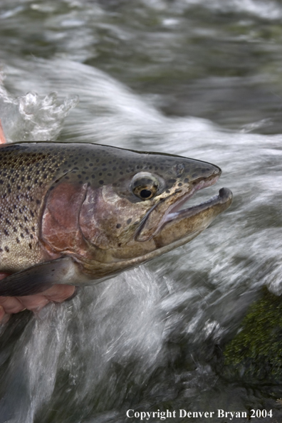 Close-up of Rainbow trout being released.