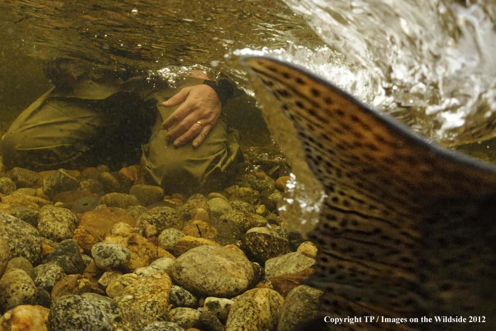 Fly Fisherman releasing trout.