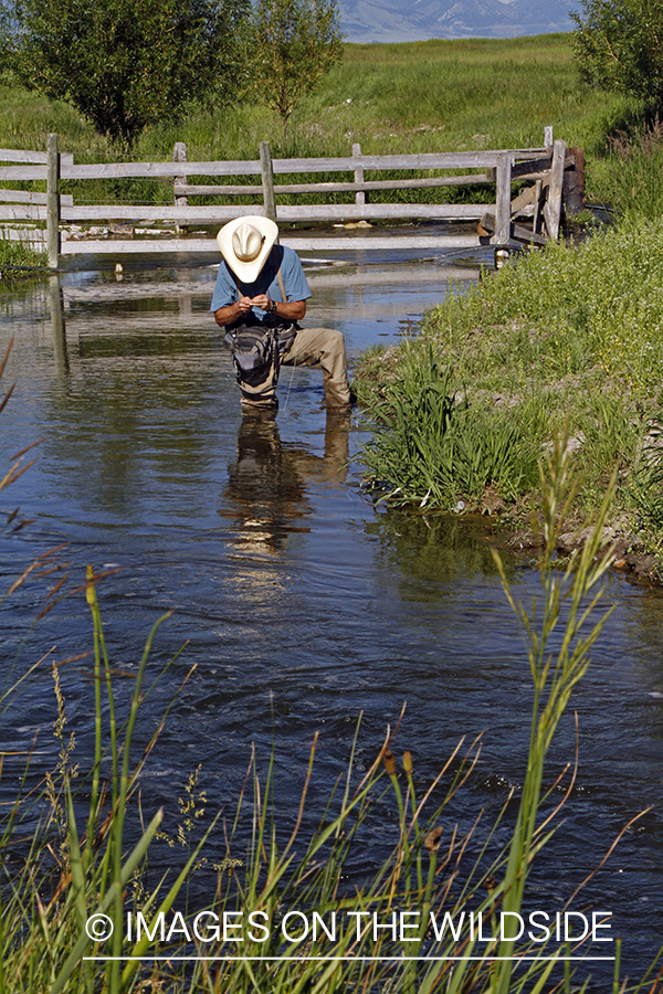 Flyfisherman flyfishing small stream in Montana.