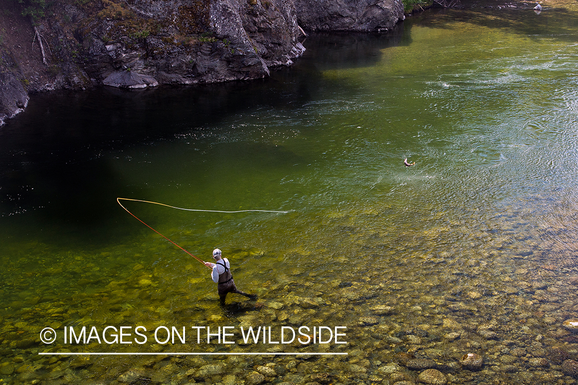 Flyfisherman fighting with jumping salmon on Nakina River, British Columbia.