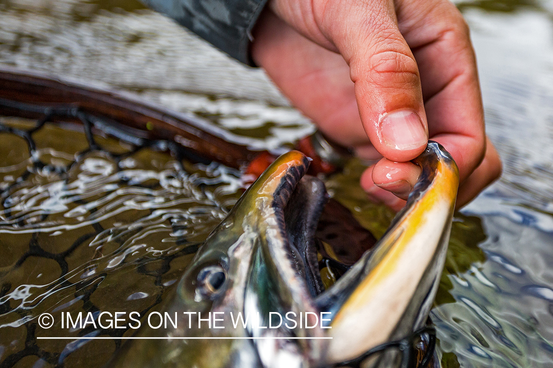 Dolly Varden. Nushagak River, Alaska.