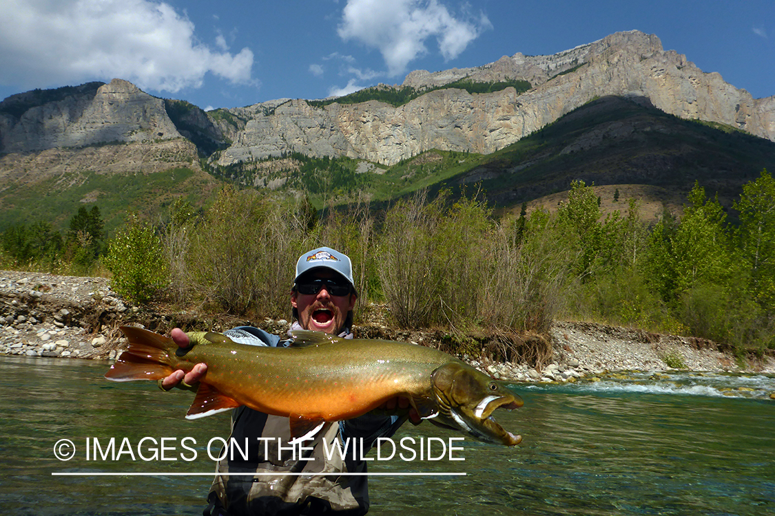 Flyfisherman releasing bull trout.