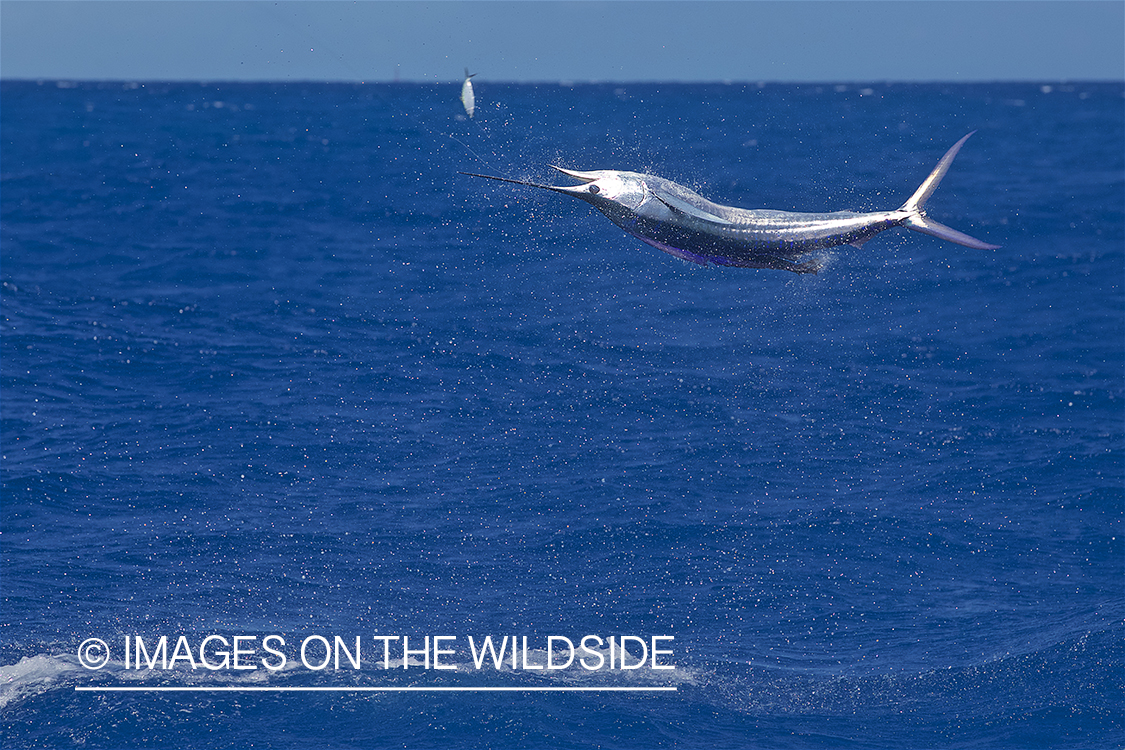 Jumping Marlin.