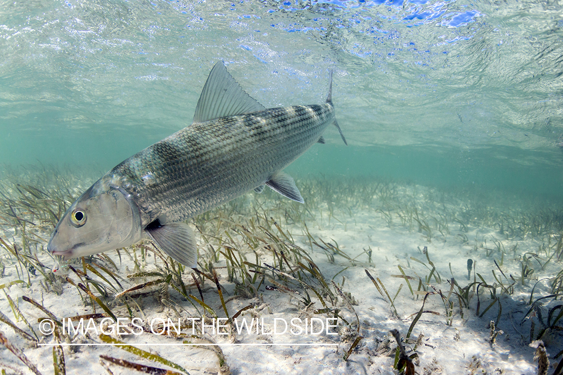 Flyfisherman releasing Bonefish.