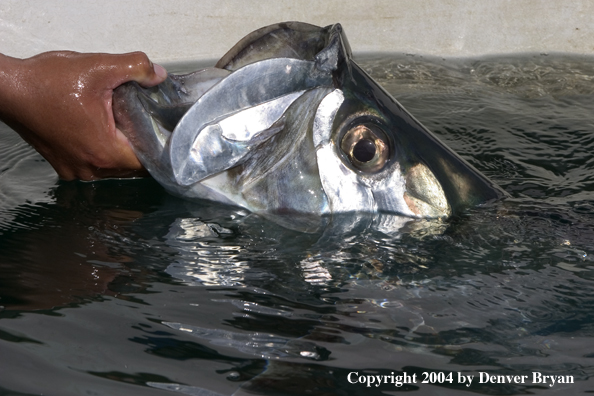 Flyfisherman releasing tarpon 