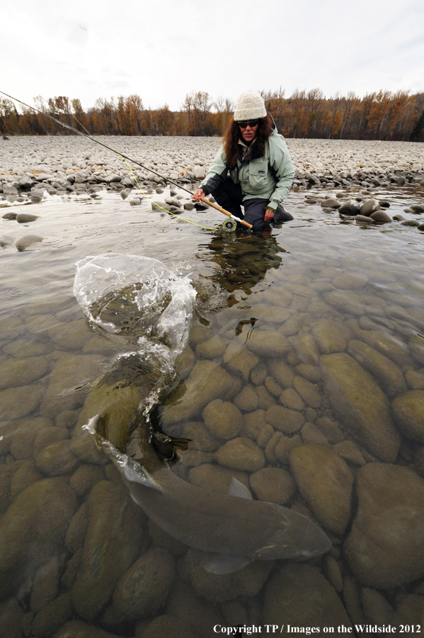 Flyfisherwoman releasing Steelhead. 