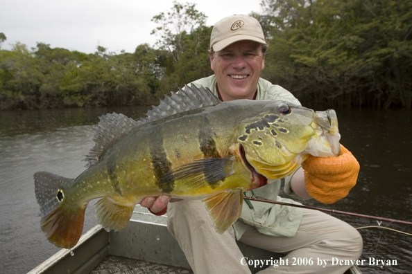 Fisherman holding Peacock Bass