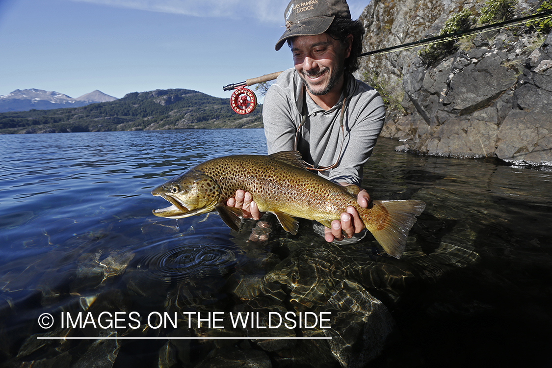 Flyfisherman releasing brown trout.